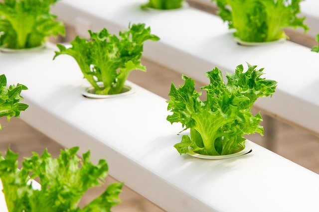 Hydroponics